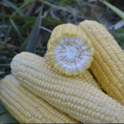 Семена кукурузы сахарной Форвард (1709 F1) (65 дней), кочан 24 см (2500 сем.) Lark Seeds